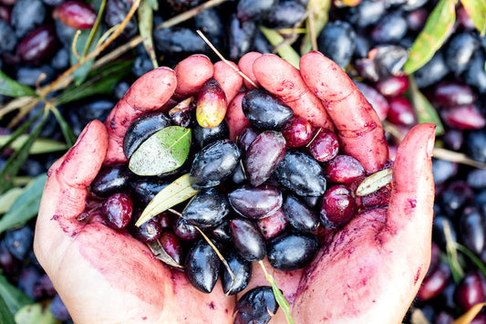 Les huiles d’olive grecques KALIOS : une histoire de famille entre la Grèce et la France